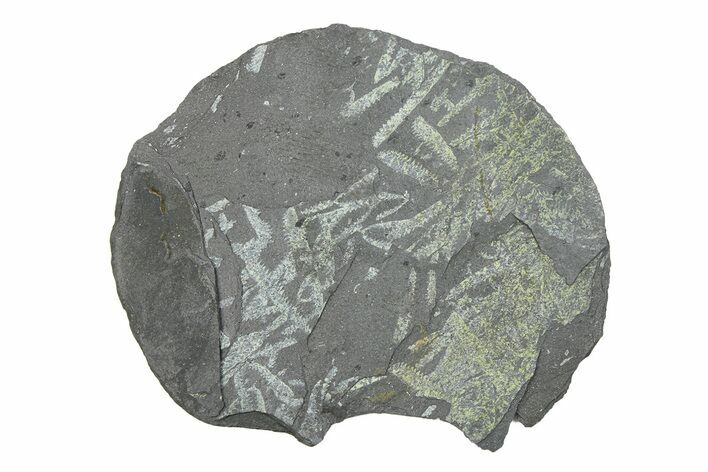 Fossil Graptolite (Didymograptus) Cluster - Wales #284955